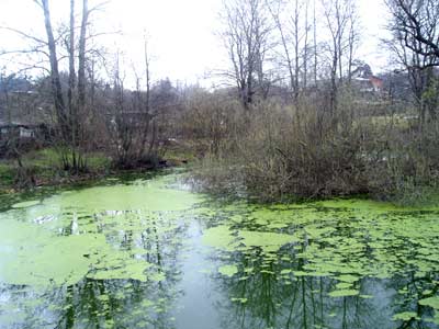 Озеро у дачи Шварца